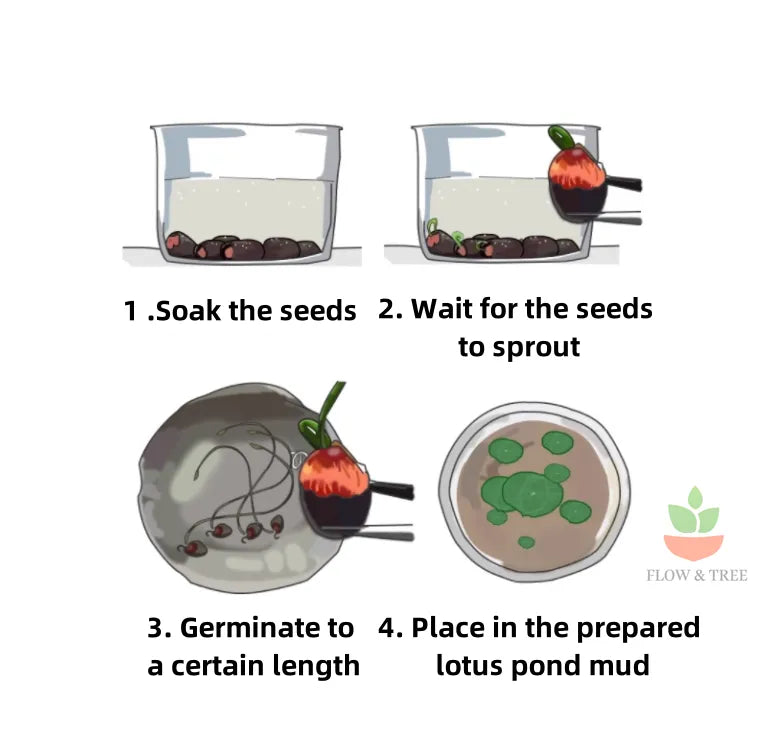 Lotus Flower Seeds - Buy 1 Get 1 Free [ 100 SEED ]