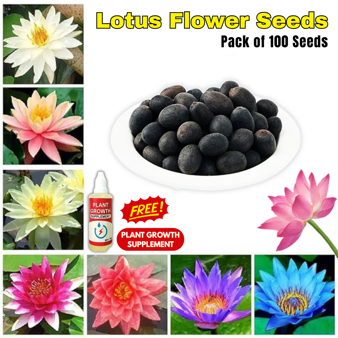 Lotus Flower Seeds - Buy 1 Get 1 Free [ 100 SEED ]