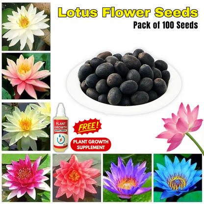 Lotus Flower Seeds - Buy 1 Get 1 Free [ 100 SEED ]