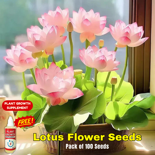 Lotus Flower Seeds - Buy 1 Get 1 Free [ 100 SEED ]