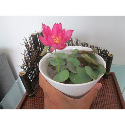 Lotus Flower Seeds - Buy 1 Get 1 Free [ 100 SEED ]